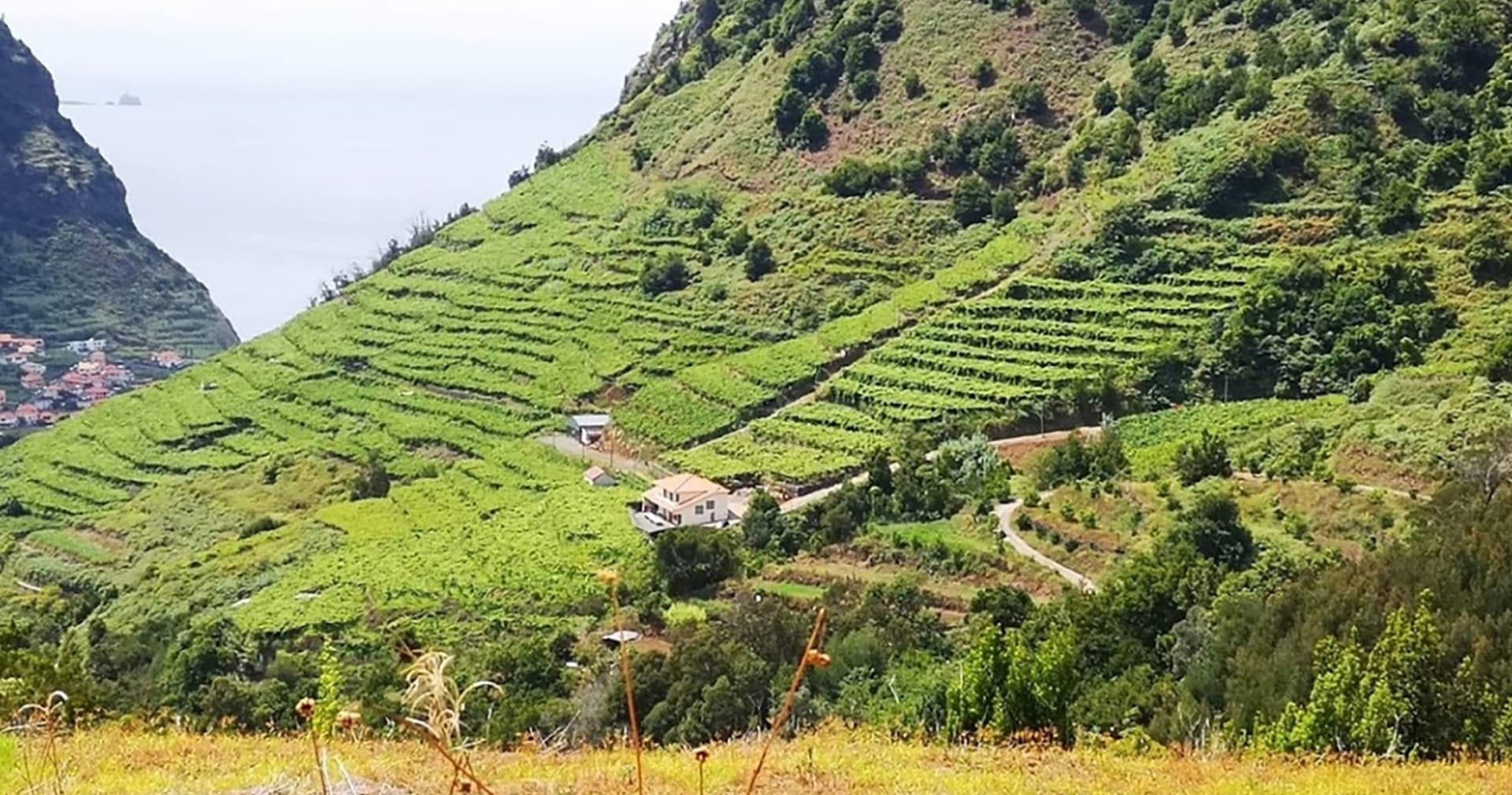Wine & Vineyard Tour with Madeira Happy Tours