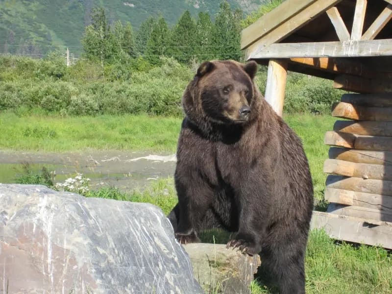 Winter Wildlife Adventure with Alaska’s Finest Tours in Anchorage