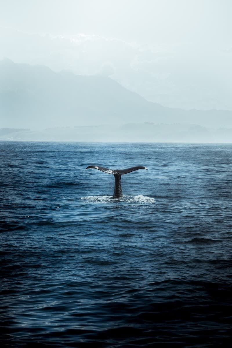 Baja Whale Watching Tour: Sea of Cortez Close Encounters from San José del Cabo