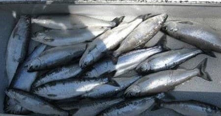 Box of caught salmon and trout on boat deck after fishing