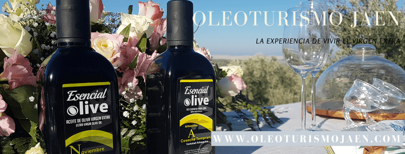 Inside Jaen’s Olive Mills: Private Almazara Tour & Cata in Begíjar