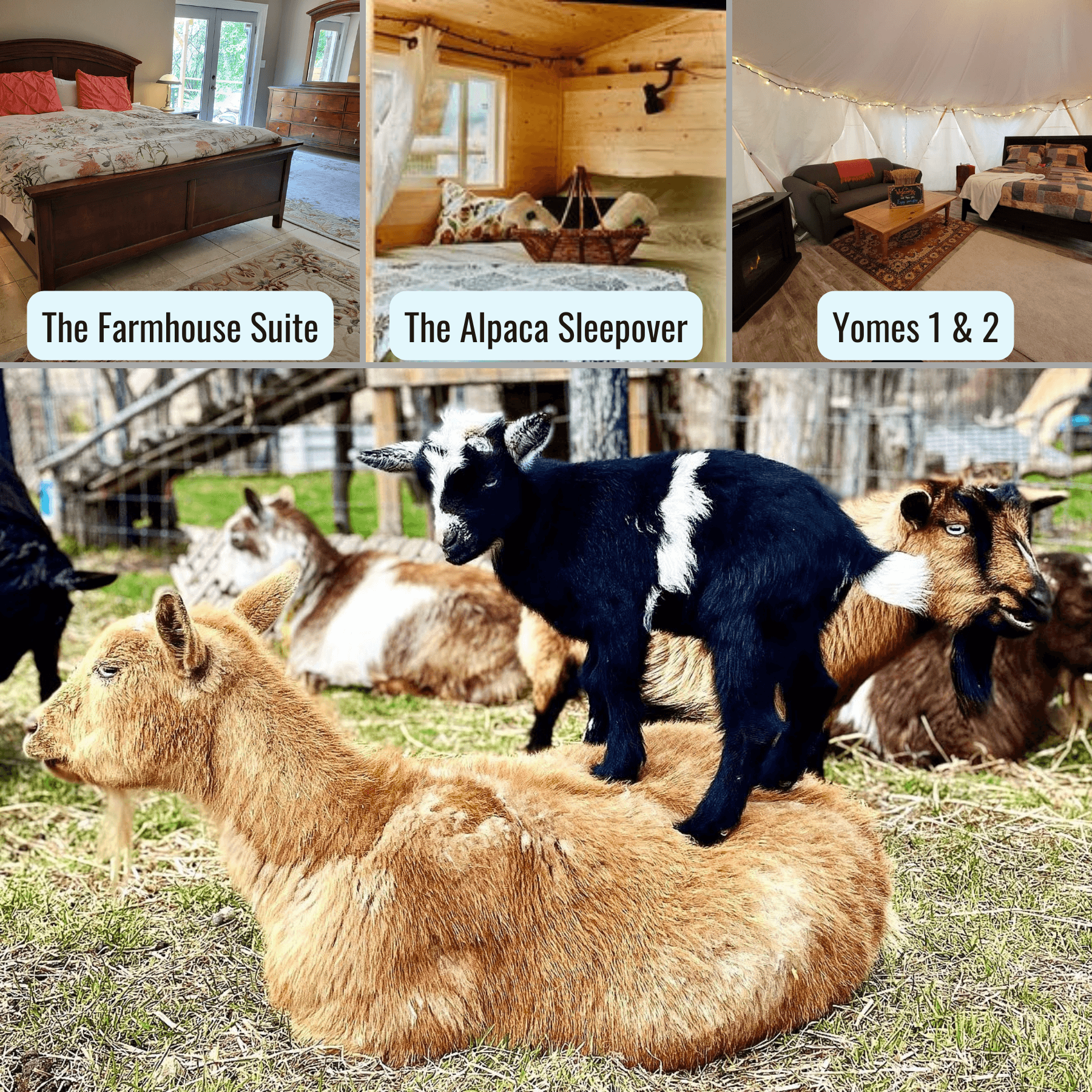 Unique Farm Stay & Animal Adventure at Haute Goat Farm