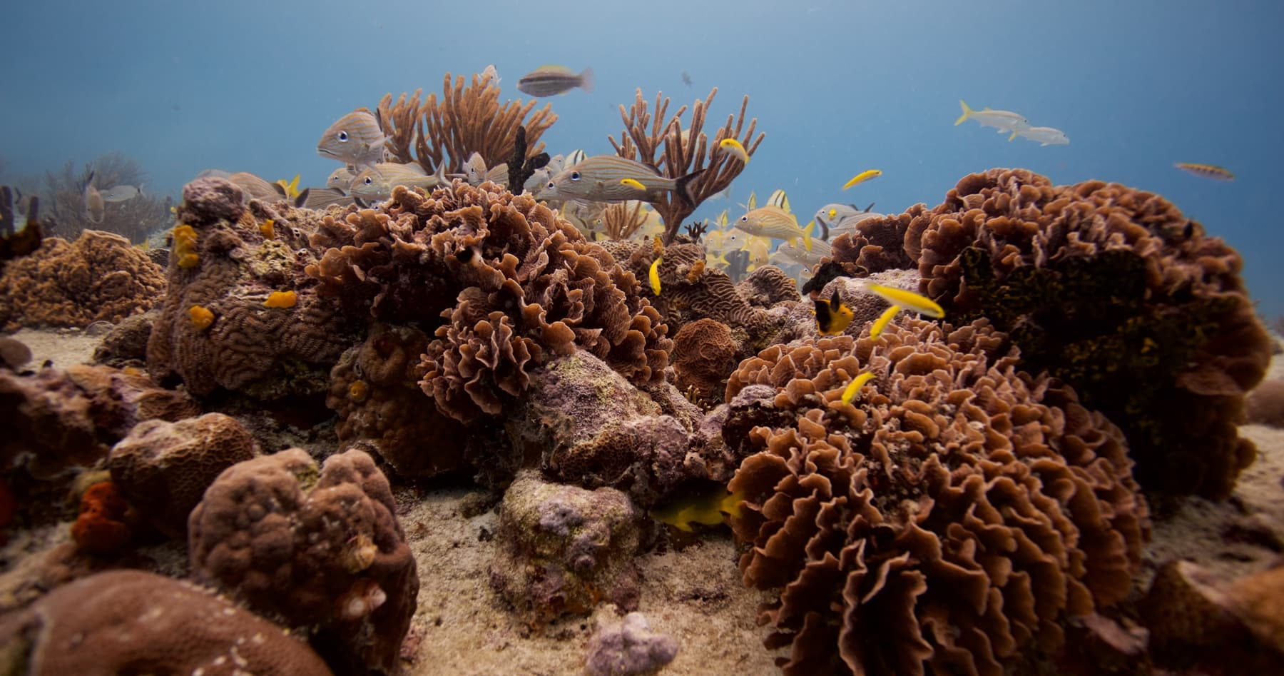 Two-Tank Reef Adventures: Ocean Dive Playa del Carmen on the Mesoamerican Reef photo 1