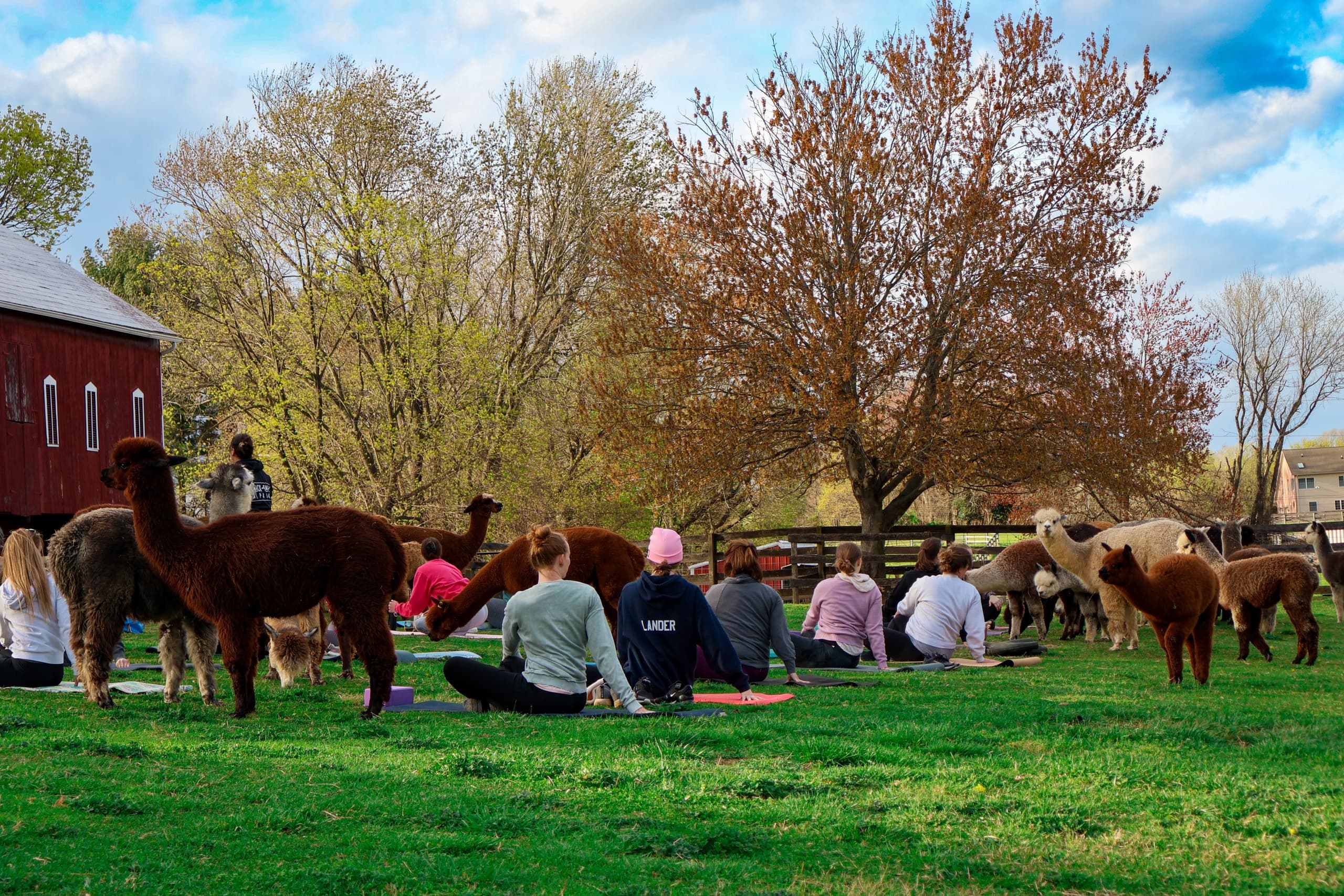 Farm-Field Yoga: Stretch with Alpacas in Finksburg, Maryland