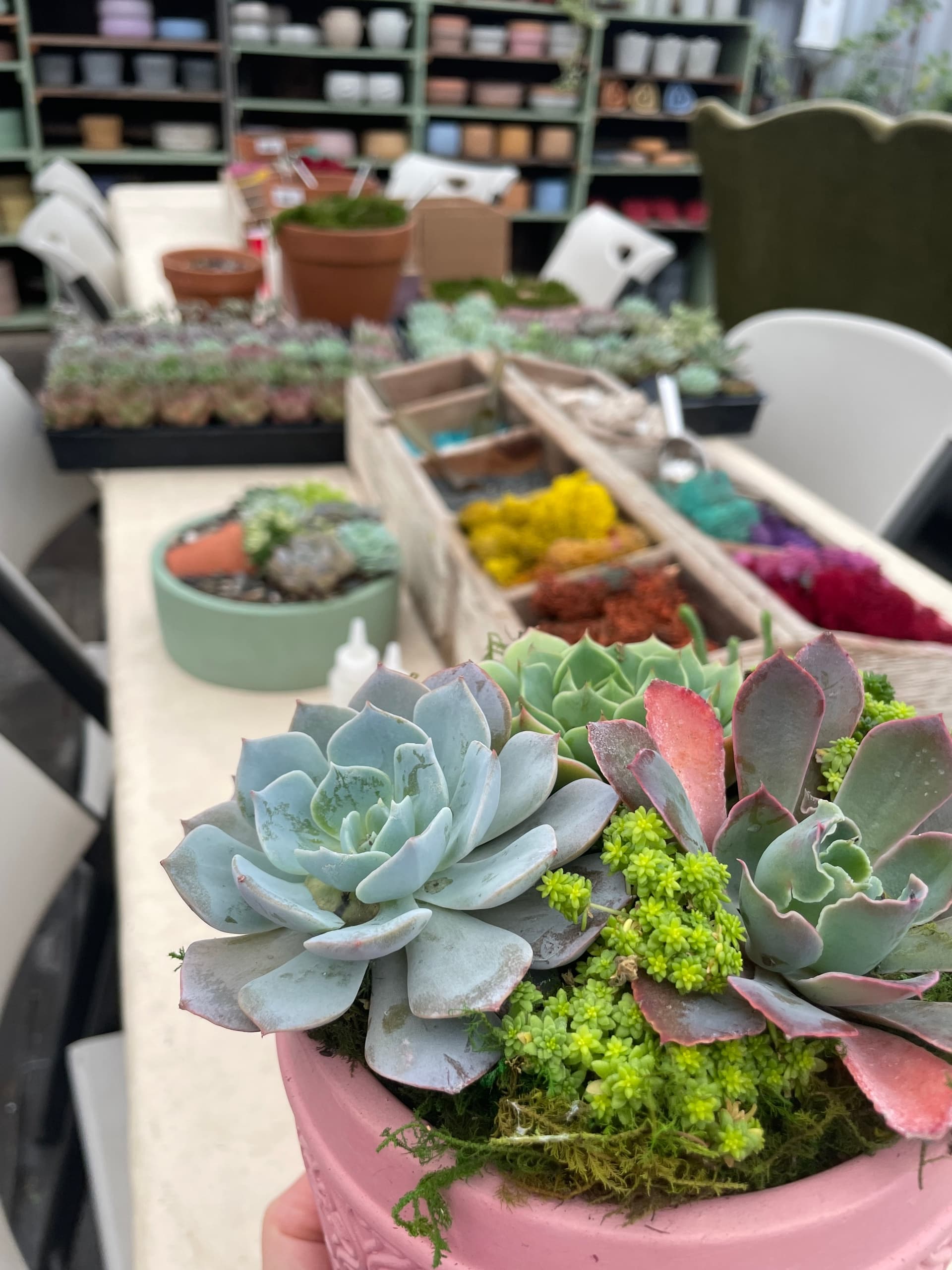Mother's Day Potting Bar in Clovis: Succulent Workshop with Charcuterie & Bubbly