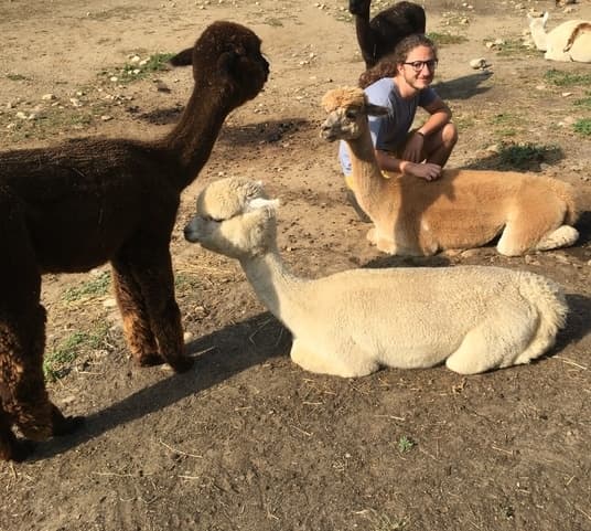 Andean Dawn Alpacas fleet