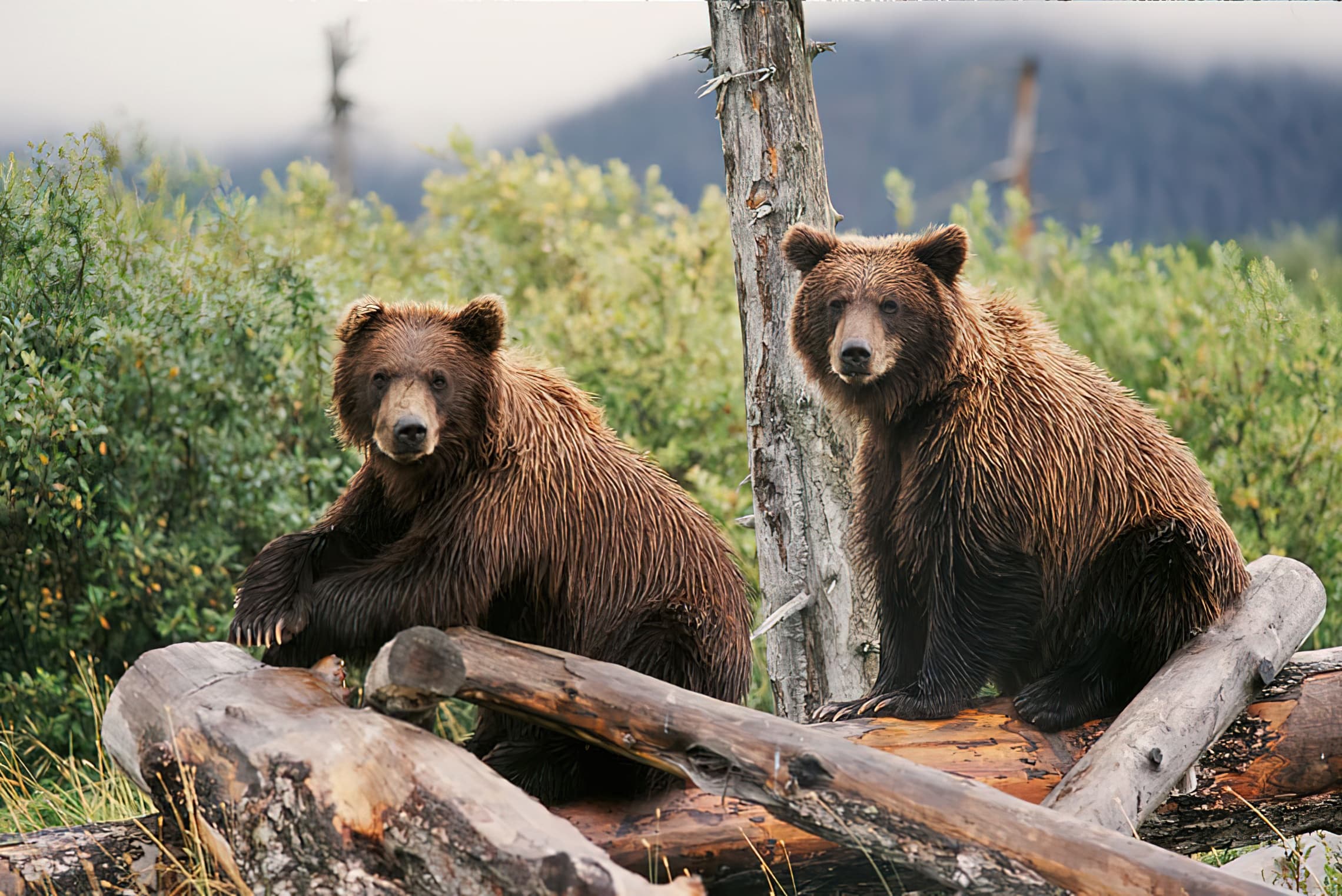 Water Activities & Wildlife Adventures with Anchorage Tours