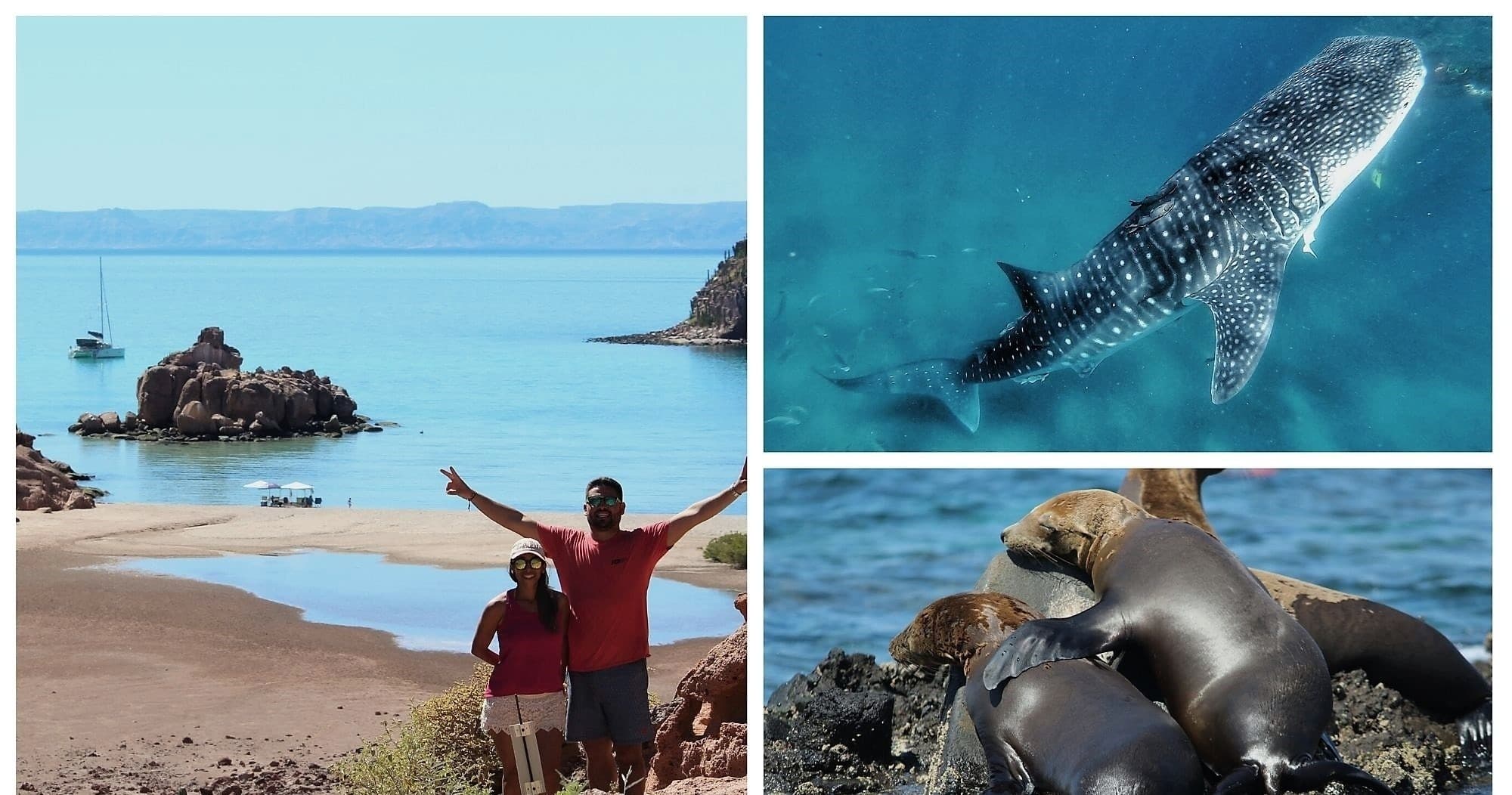 Swim with Whale Sharks and Explore Espíritu Santo: A Baja California Adventure