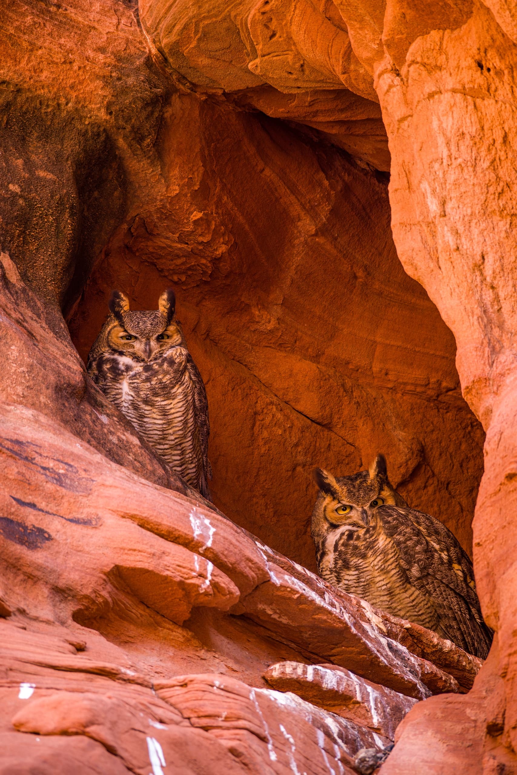 Slot Canyon Adventure with Black Streak Canyon Tours