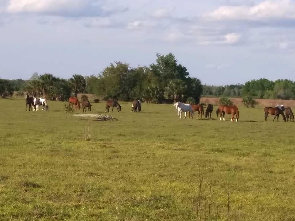 Horses grazing across wide grassy field under blue sky