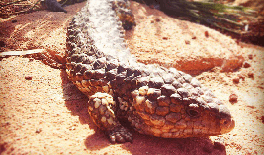 Wildlife & Nature Adventure at Maru Koala and Animal Park