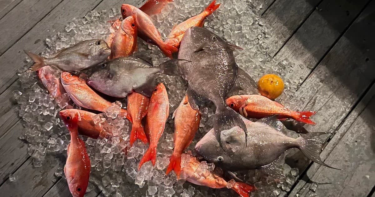 Half Day Offshore Fishing Adventure from Tybee Island: Reeling in Black Sea Bass and Spanish Mackerel