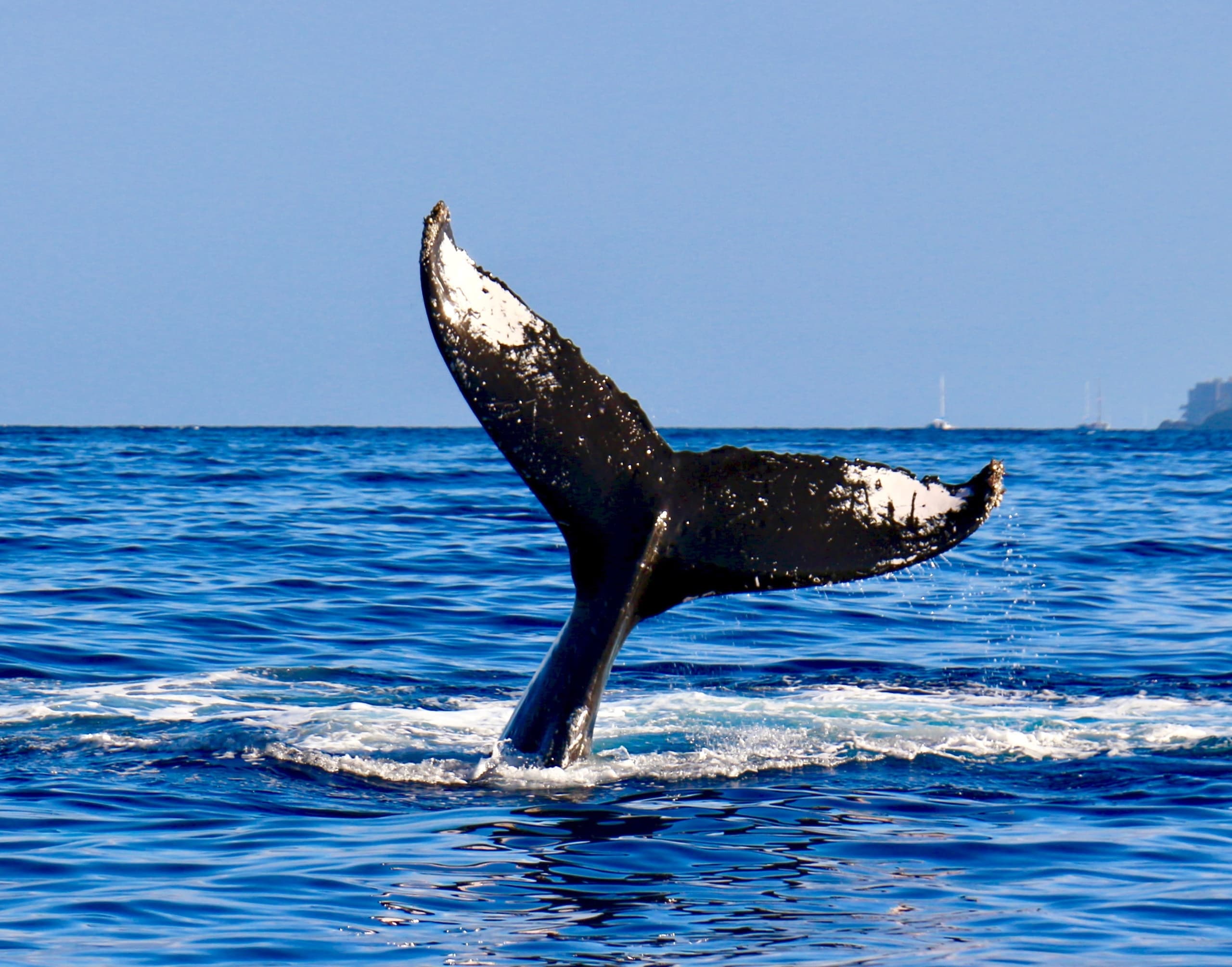 Private Afternoon Whale Watch from Kihei — Maui Humpback Encounters