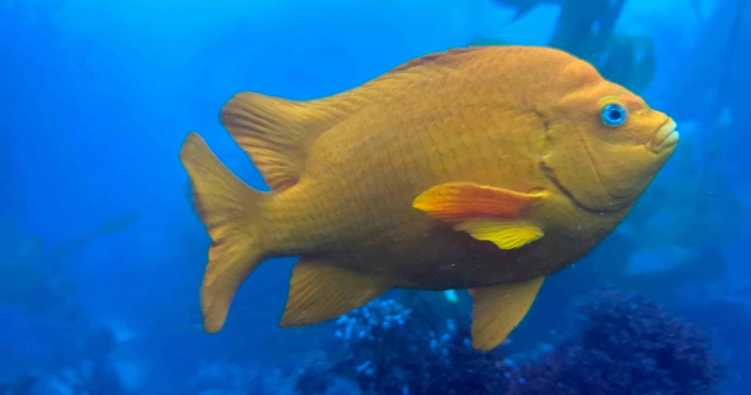 Bright orange reef fish swimming near coral in tropical waters