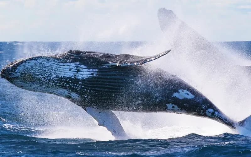Sunset Humpback Whale Watching Cruise from Waikiki — Whale Guarantee & Hydrophone photo 4