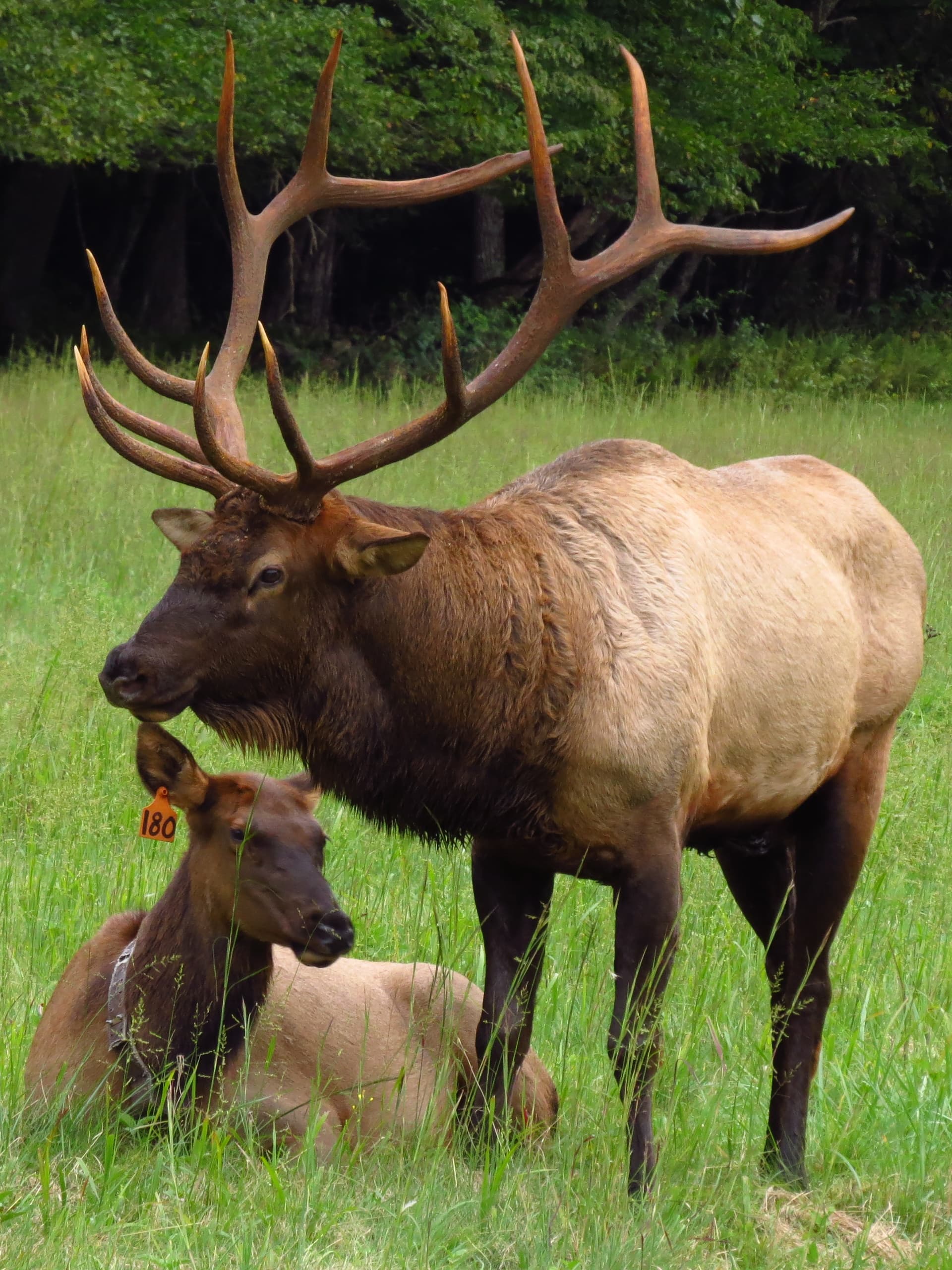 Outdoor Adventure: Elk Bugling Trip with Great Smoky Mountains Heritage Center in Townsend