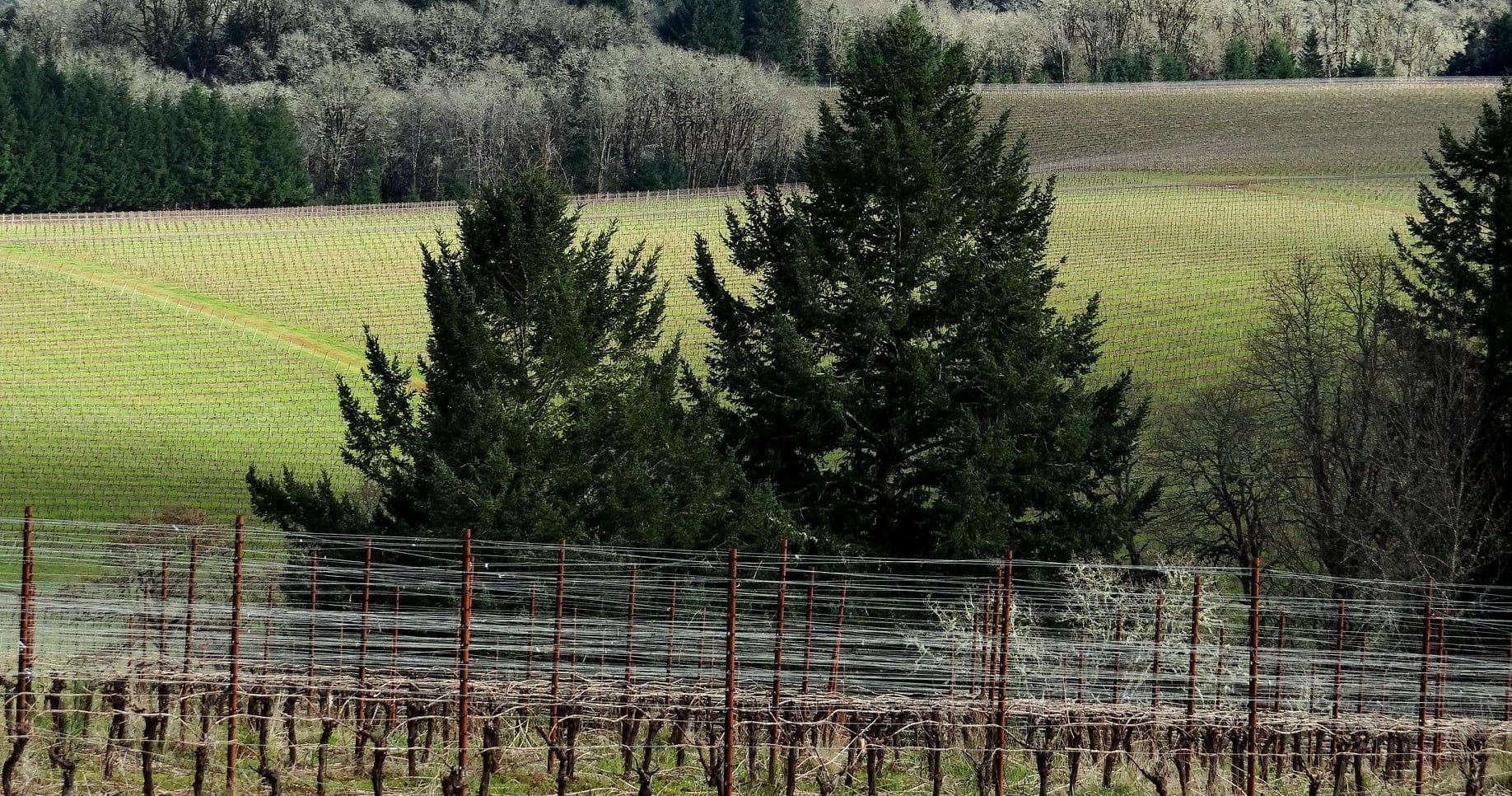 Vineyard trellis and evergreen backdrop in rural Oregon wine country