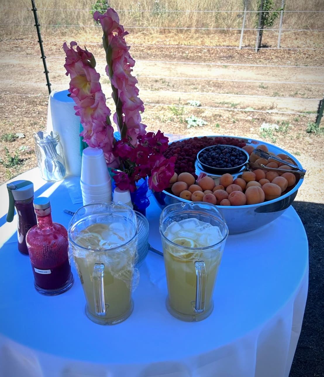 Raspberry Picking Adventure in Murrieta, California
