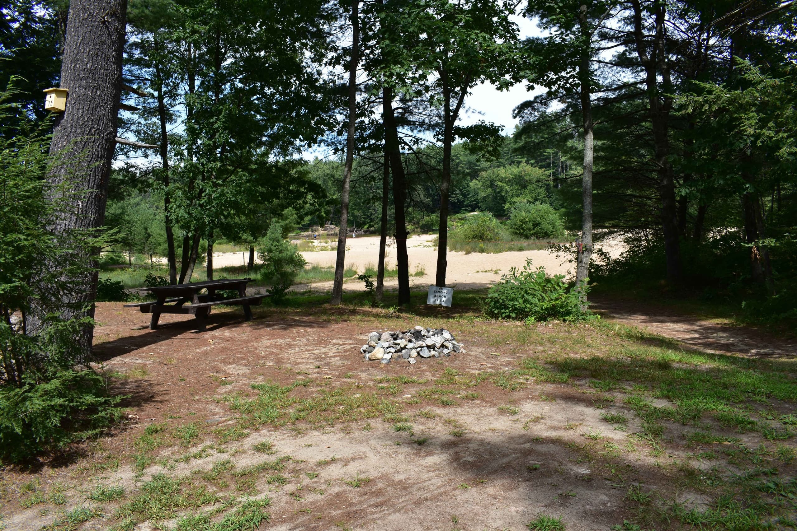 Shaded forest campsite with tent and camping supplies setup