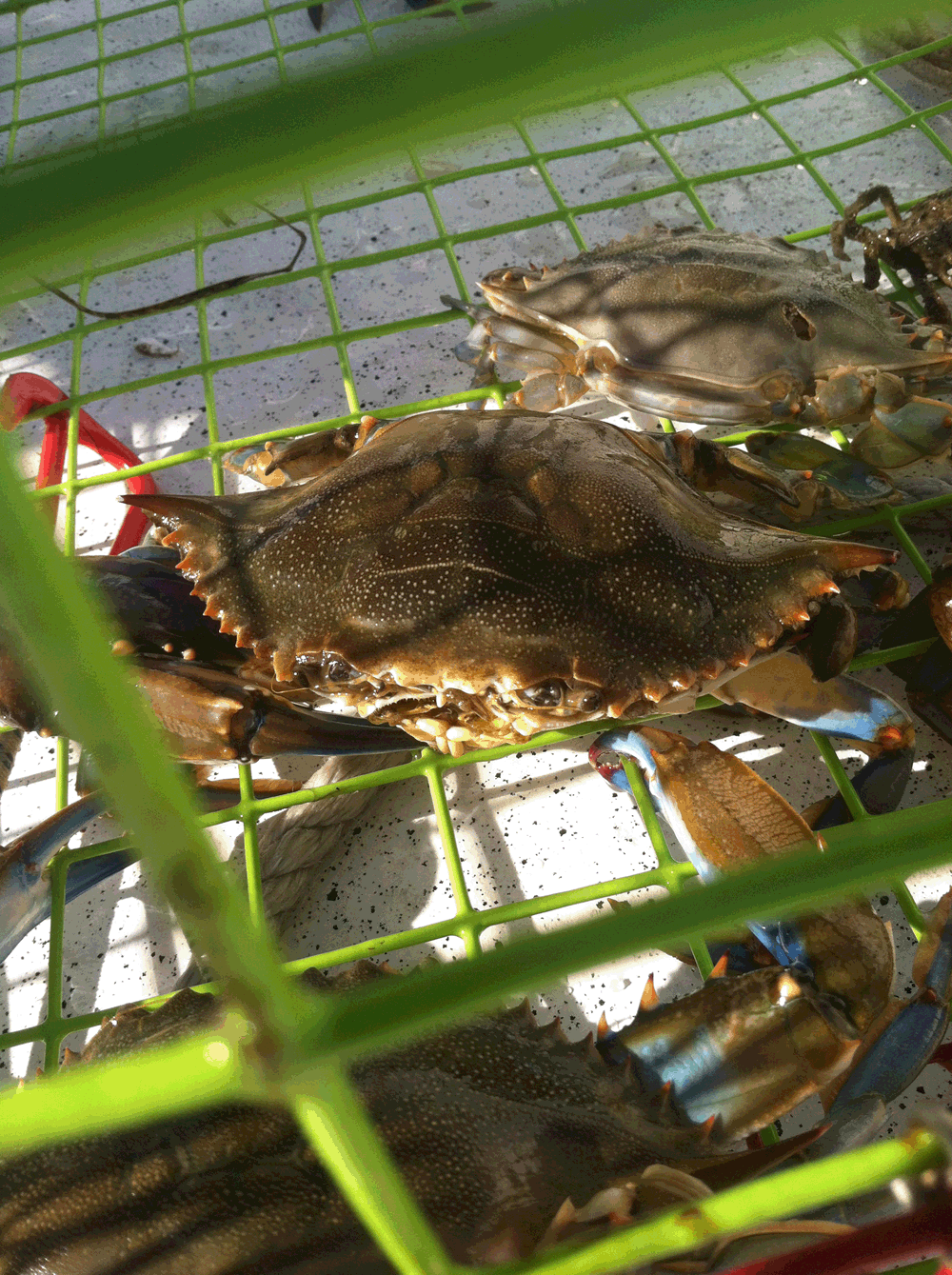 Crabbing Adventure in Bluffton, South Carolina