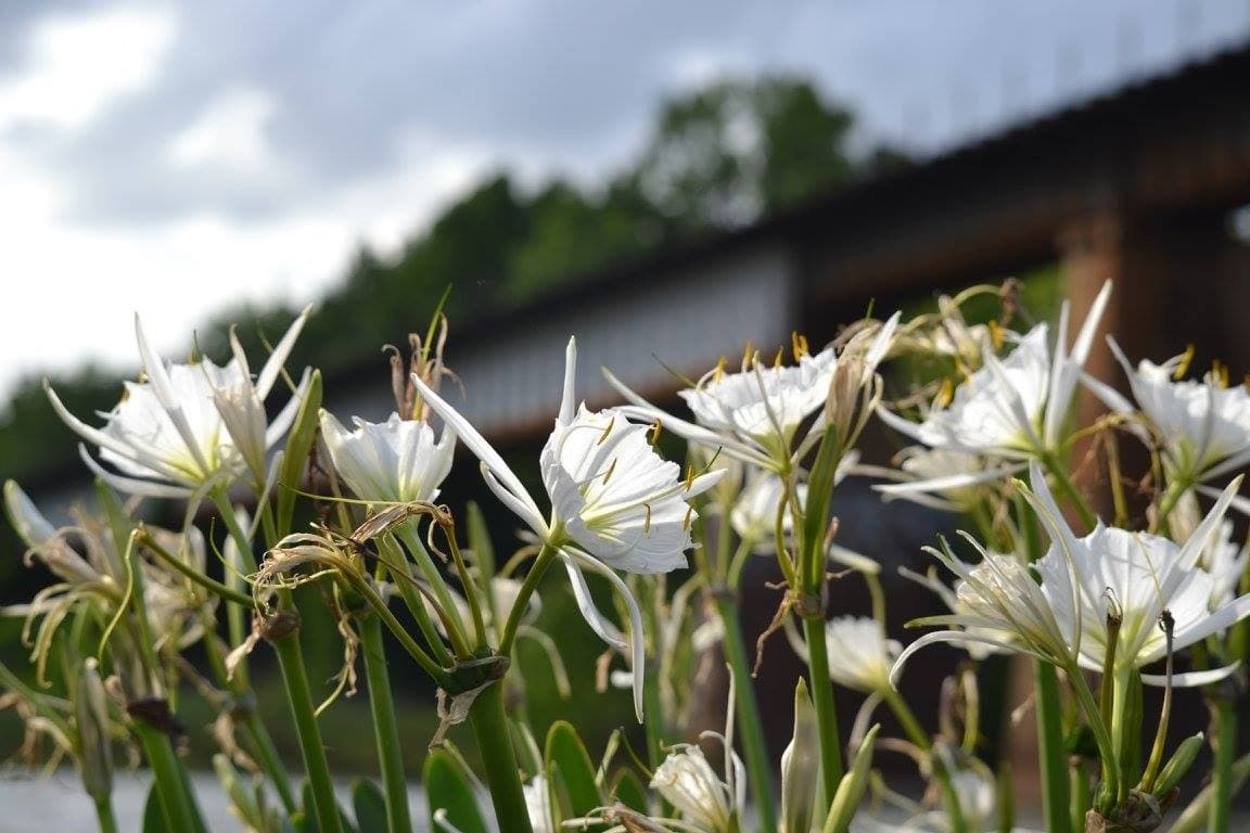 Paddling Among Endangered Blooms: Spider Lily Kayak Tour on the Catawba River photo 2