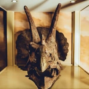 Triceratops skull fossil showcased in indoor museum display case
