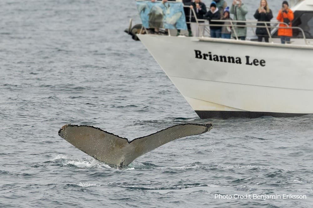 Mornington Peninsula Whale Cruise: Whale Watching from Stony Point Jetty photo 2