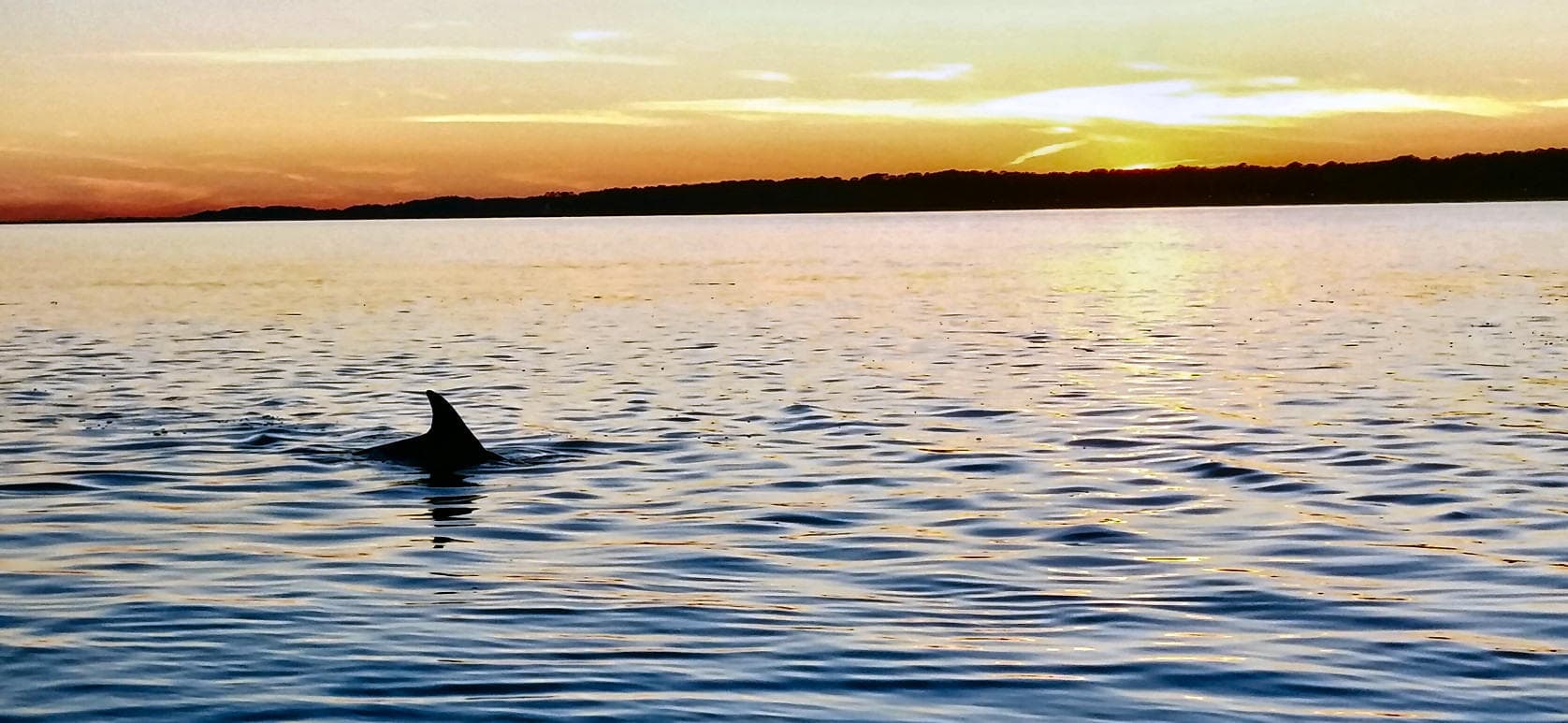 Dolphin Watch Sunset Cruise with Captain Mark’s in Hilton Head