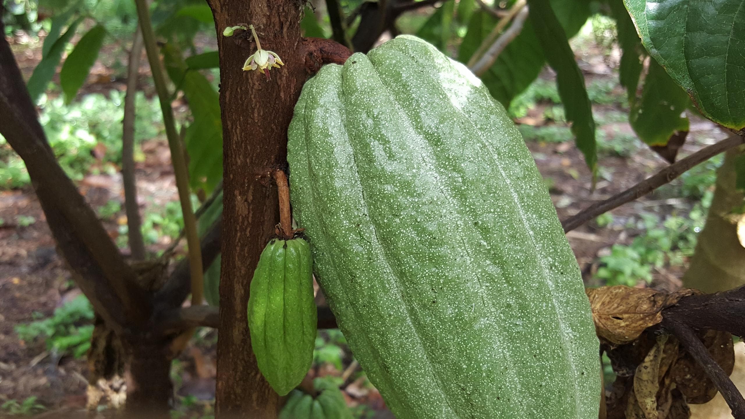 Chocolate Tour by Maui Chocolate and Coffee Tours in Kula