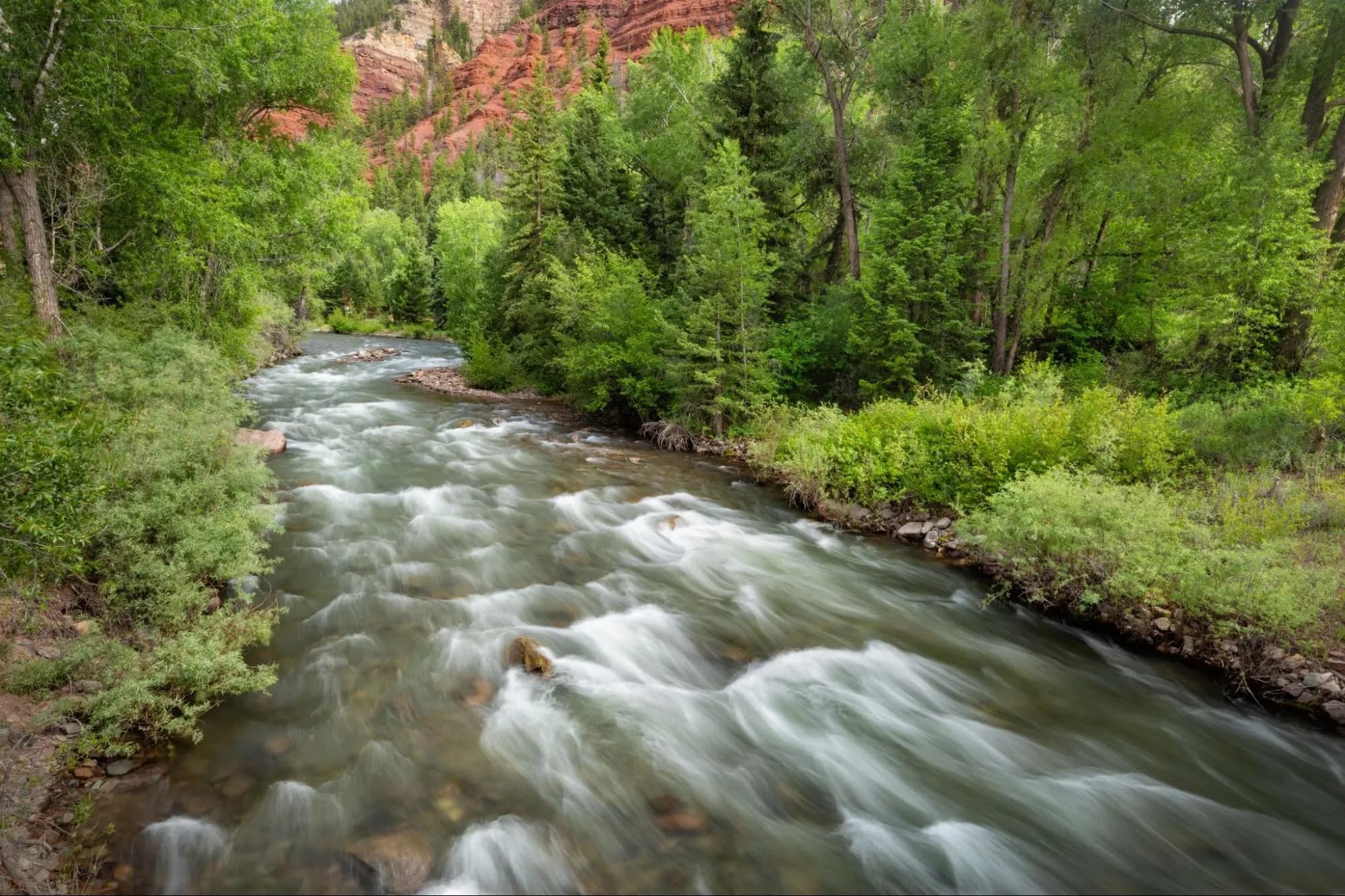 Whitewater river flowing through lush green forest canyon