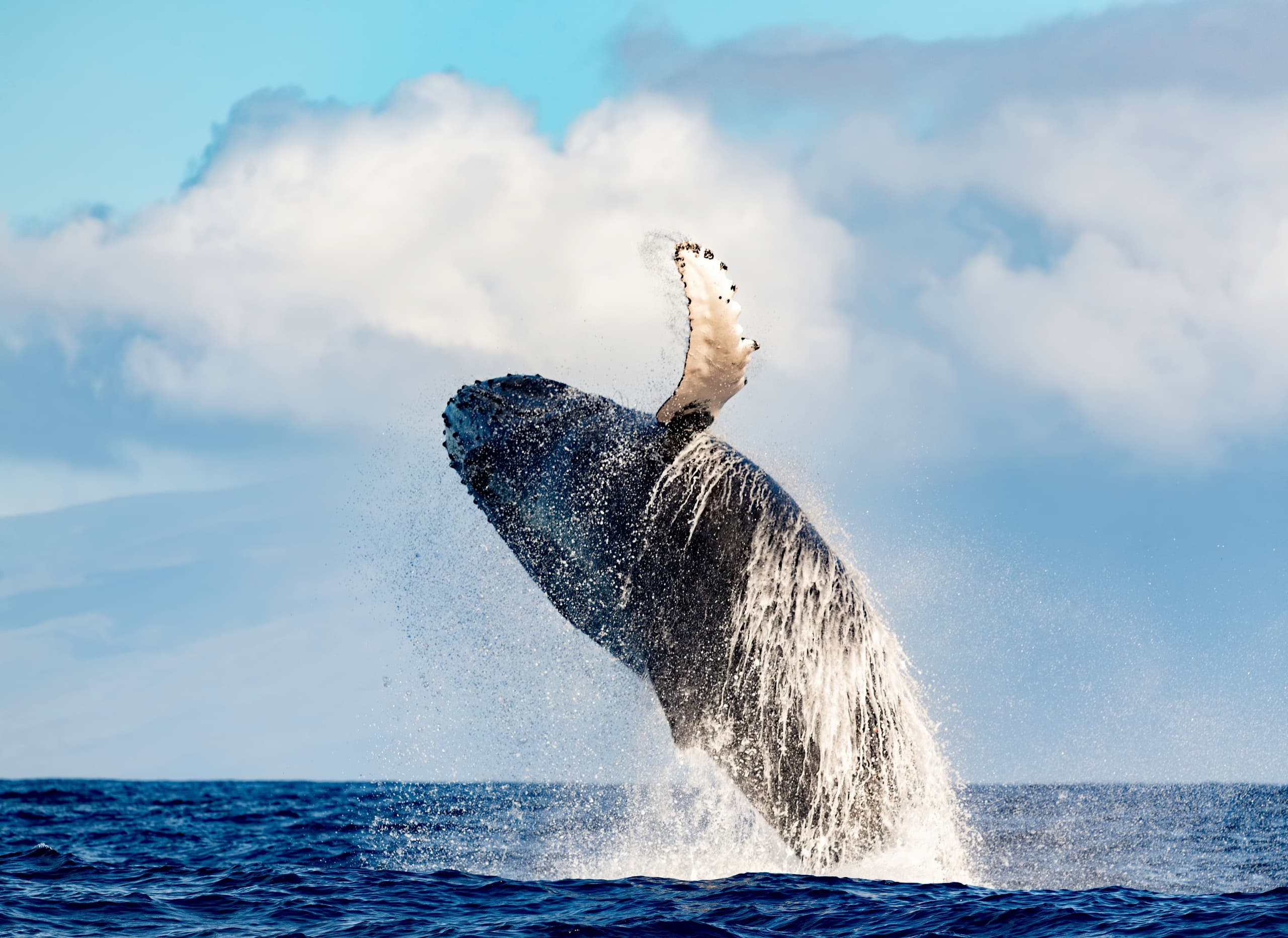 Humpback whale breaching off open ocean during marine tour