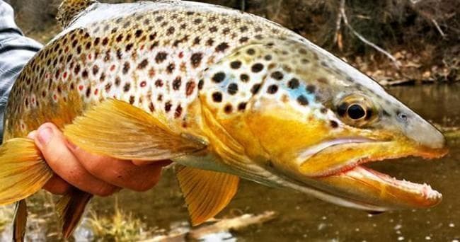 Fly Fishing with RMO Fly Fishing in Midway, Utah