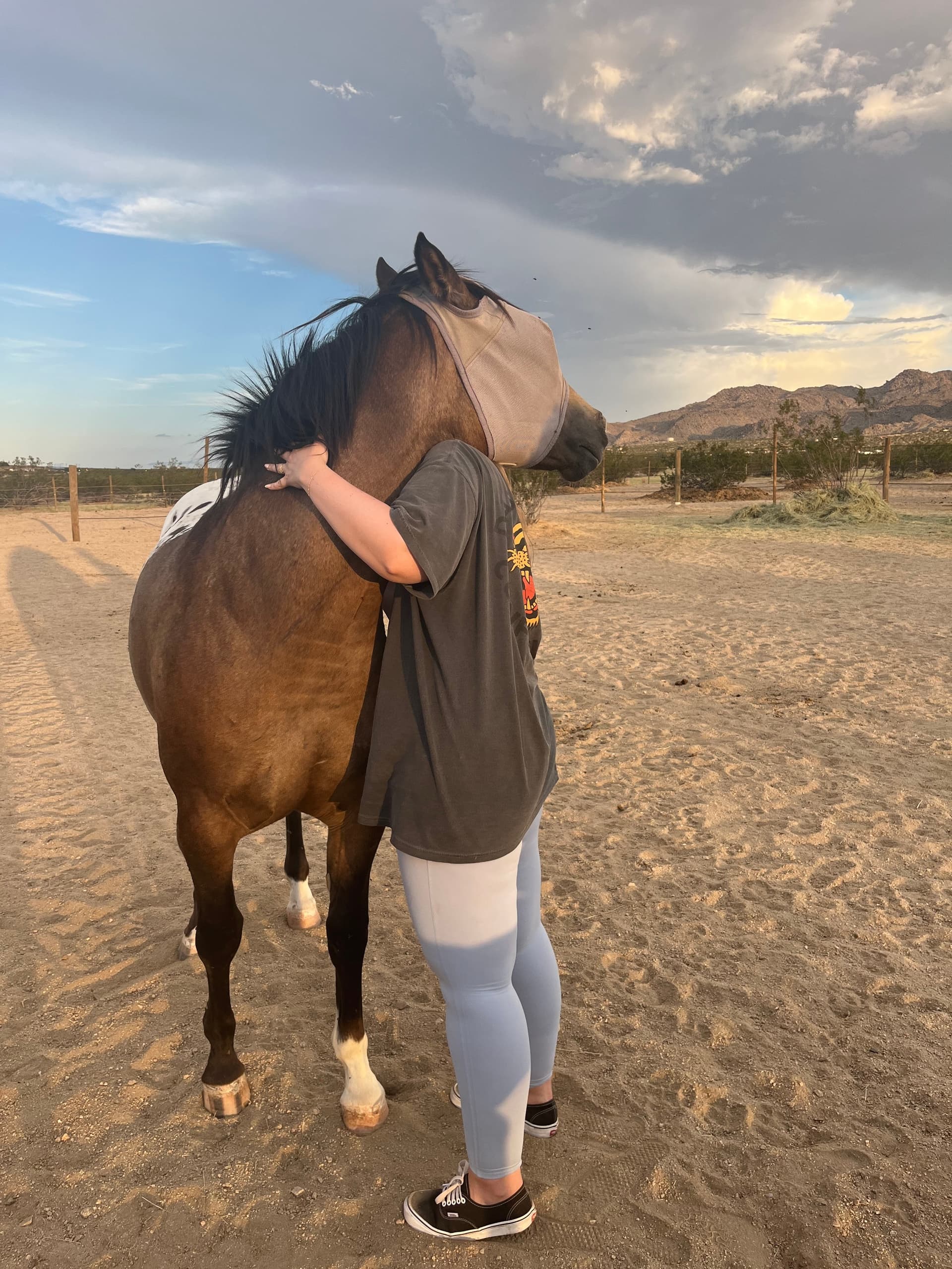 Meet the Mustangs of Joshua Tree: An Interactive Equine Adventure
