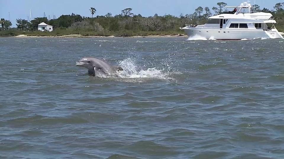 Dolphin breaching near tour boat off St Augustine coast