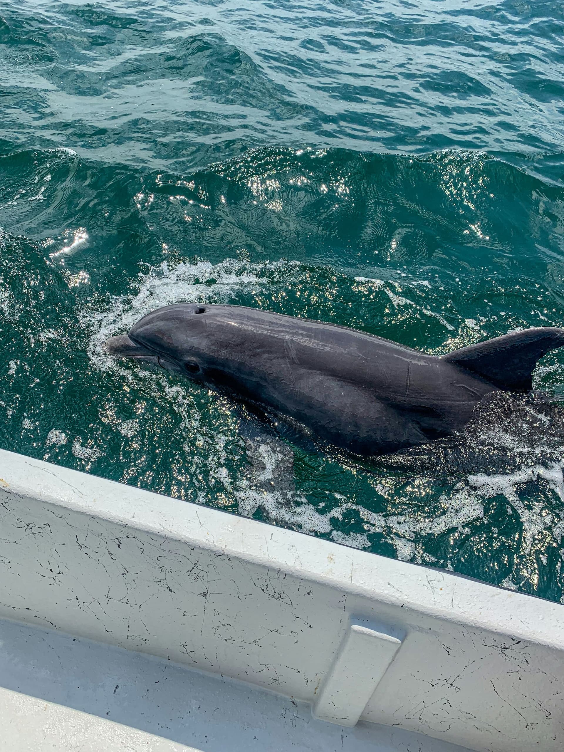 Dolphin Cruise with Dun Deal Fishing Charters in Gulf Breeze