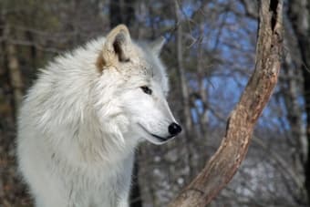 Lakota Wolf Preserve fleet