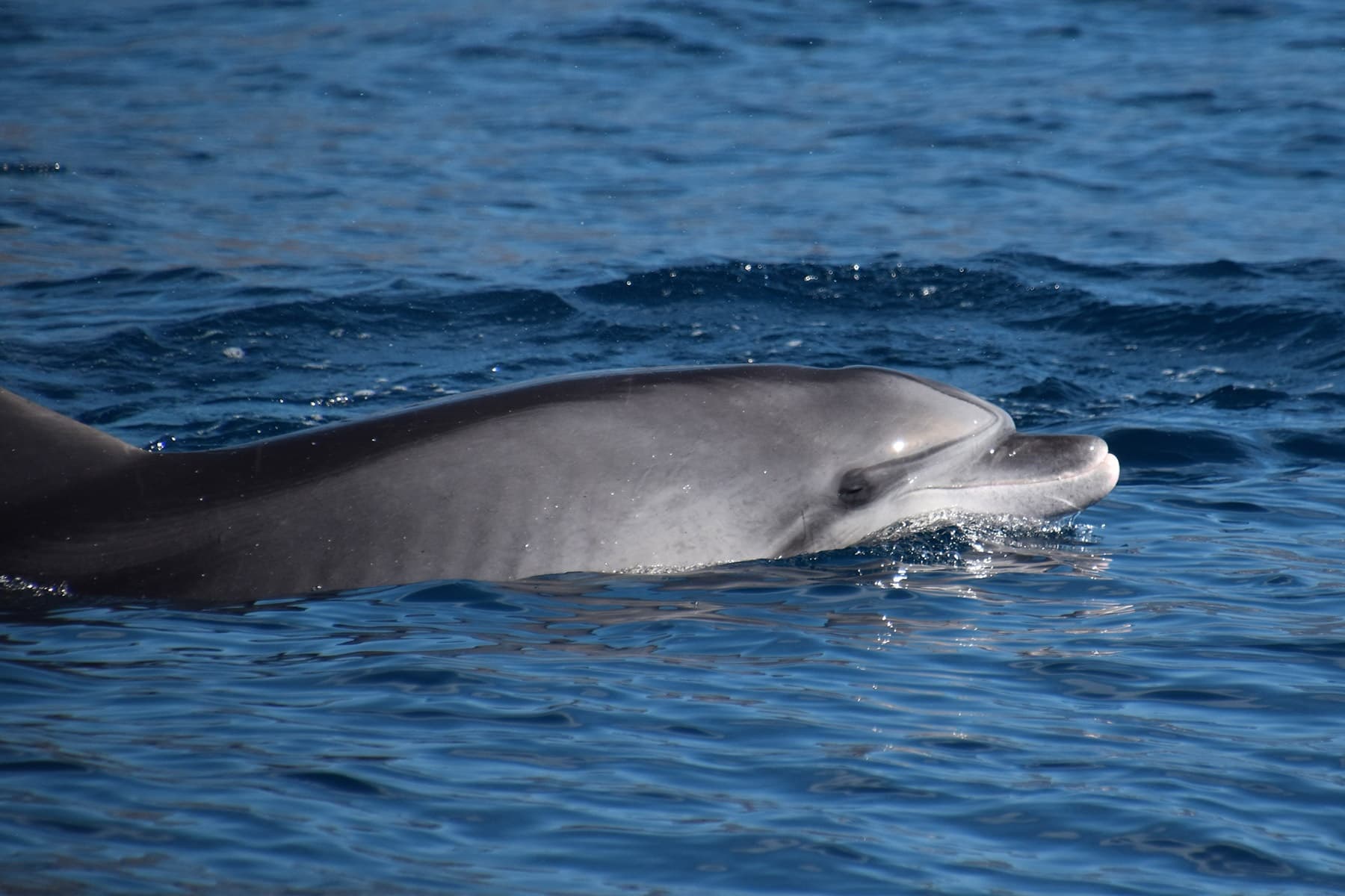 Denia Whale Watching with WeWhale Canarias SL