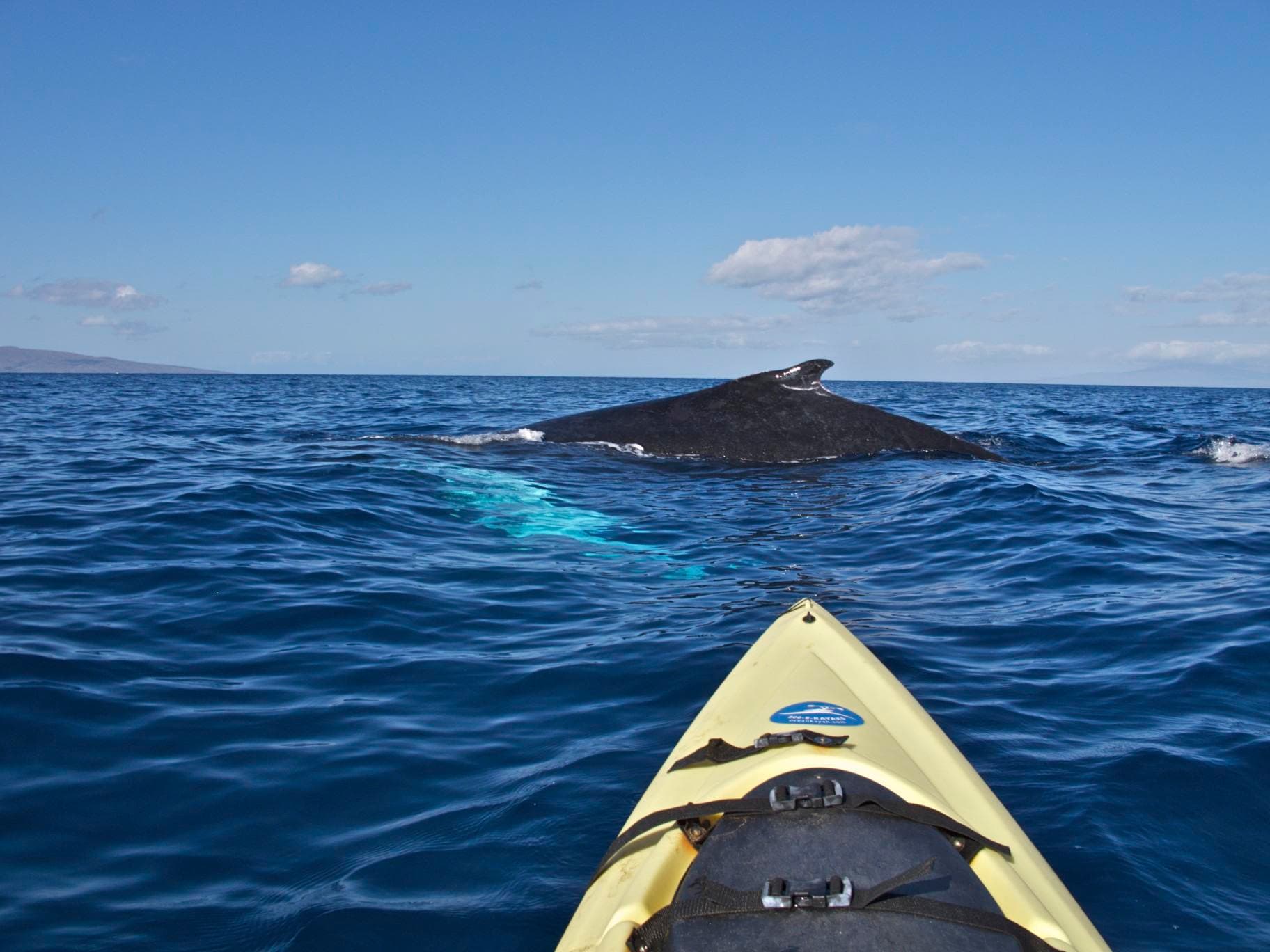 Kayaker paddling toward humpback whale off Maui coastline