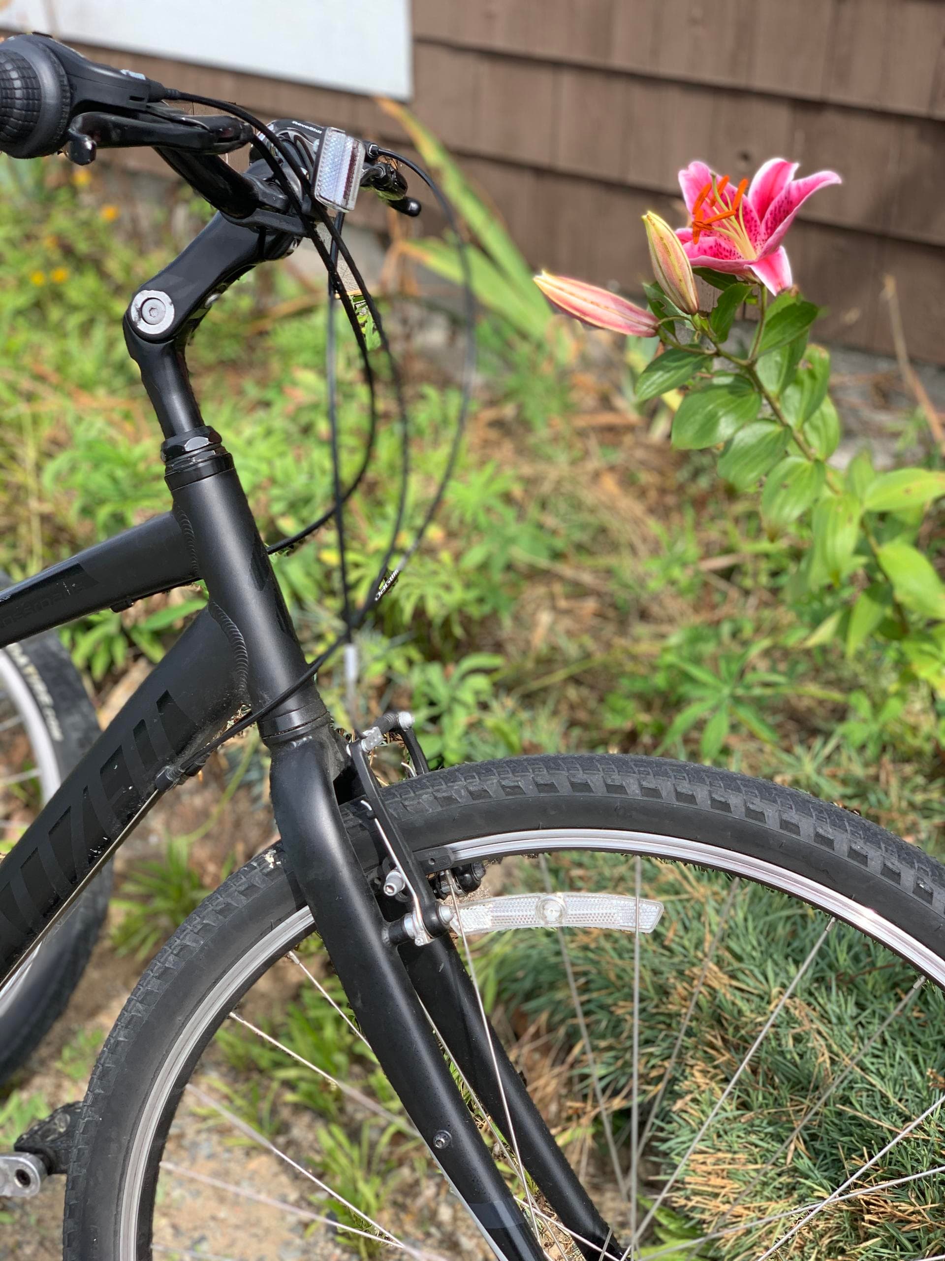 One Day Pedal Bike Rental in Winter Harbor, Maine