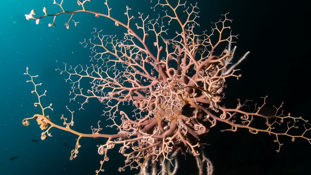 Basket star arms spread on deep coral seafloor in ocean dive