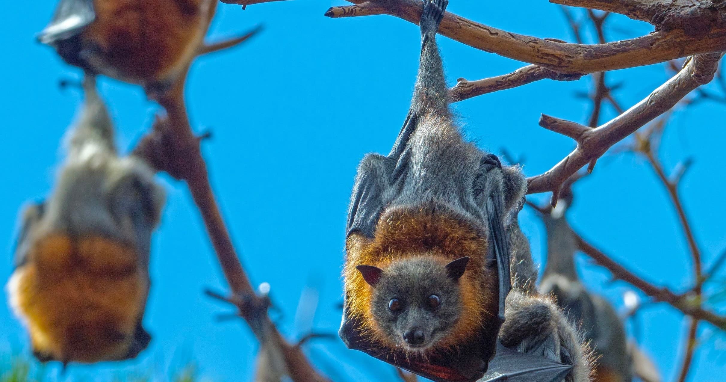 Fruit bats roosting in eucalyptus branches under blue sky in Australia