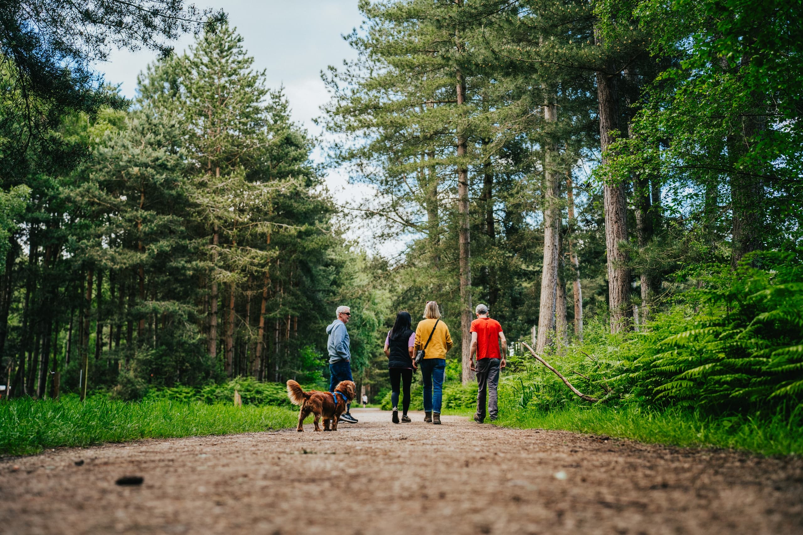 Forest Awakening: Spring Guided Walks in the New Forest photo 2