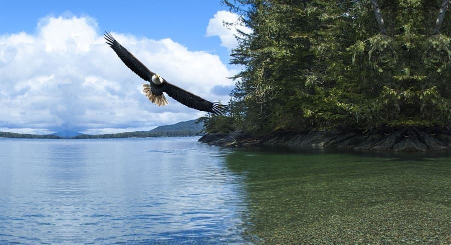 Custom Ketchikan Tour by Orca Song Tours: Personalized Alaska Adventure