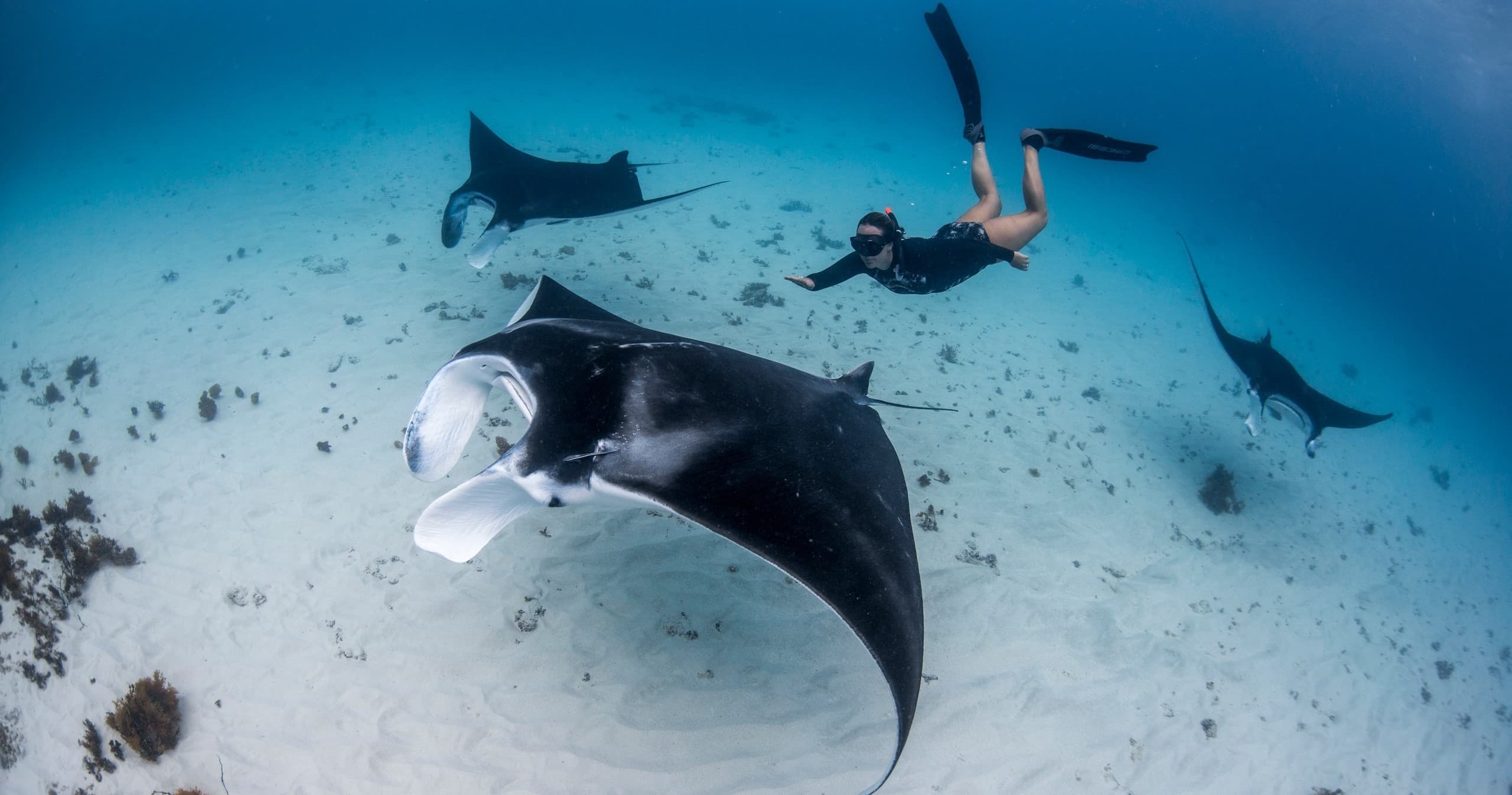 Scuba diver with manta ray over sandy tropical reef seafloor