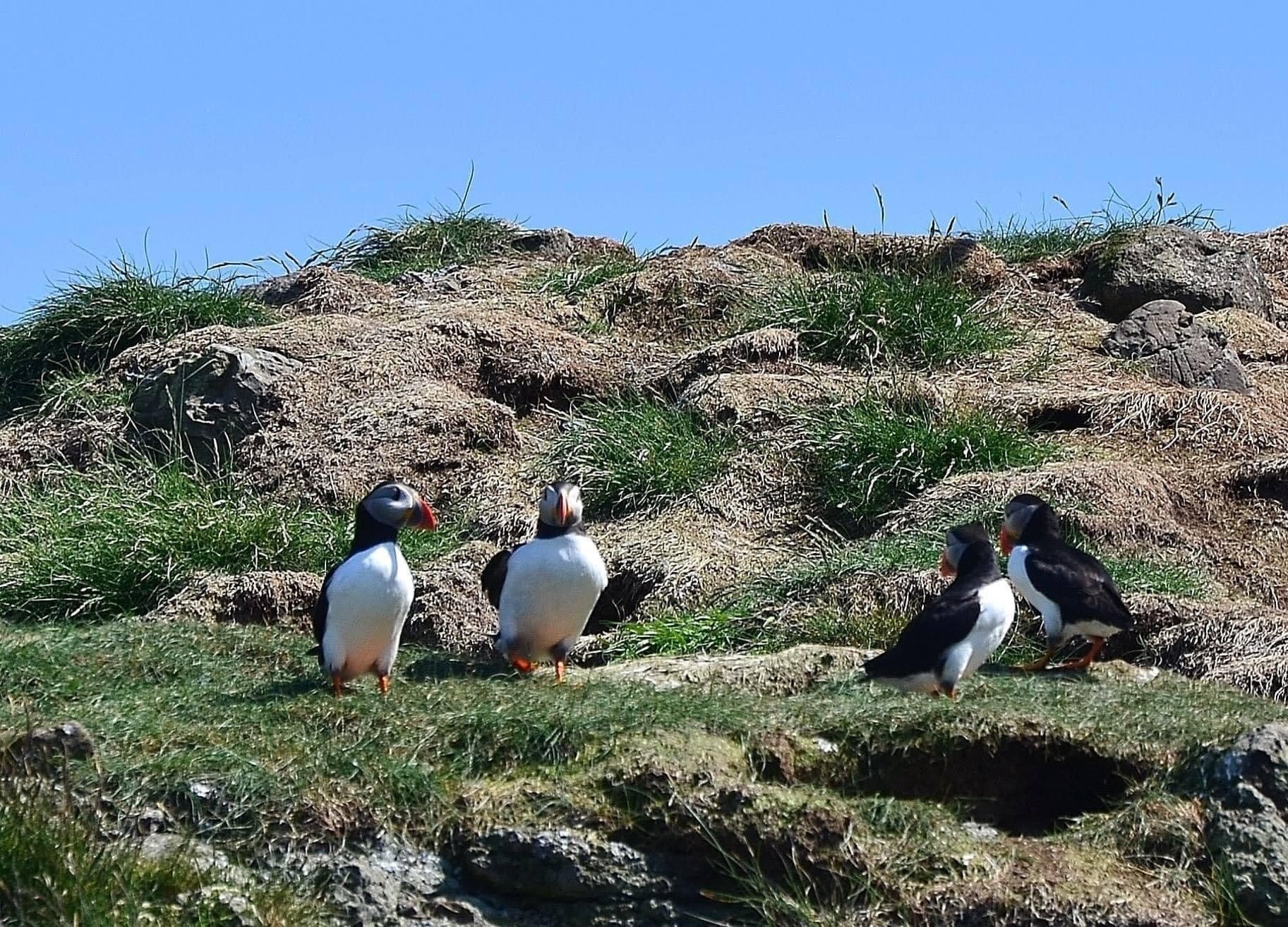 Isle of Canna Tour from Elgol: Puffins, Whales & Sandy Beaches