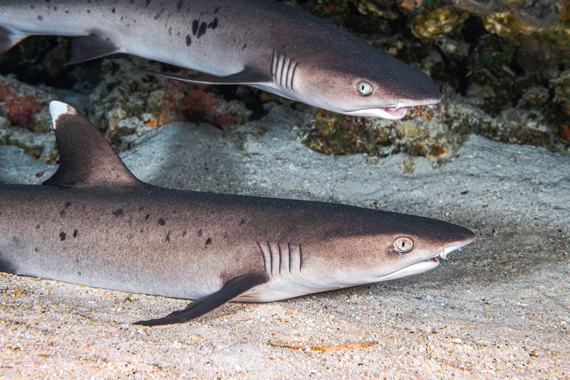 Water Activities: Sharks of the Reef Snorkel with PacWhale Eco-Adventures