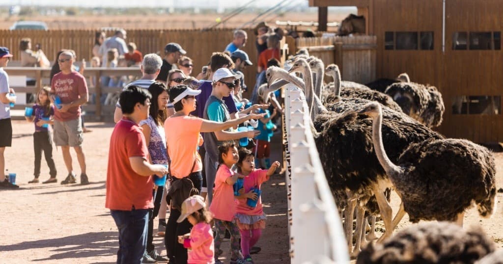 Family Wilderness & Wildlife Adventure at Rooster Cogburn Ostrich Ranch