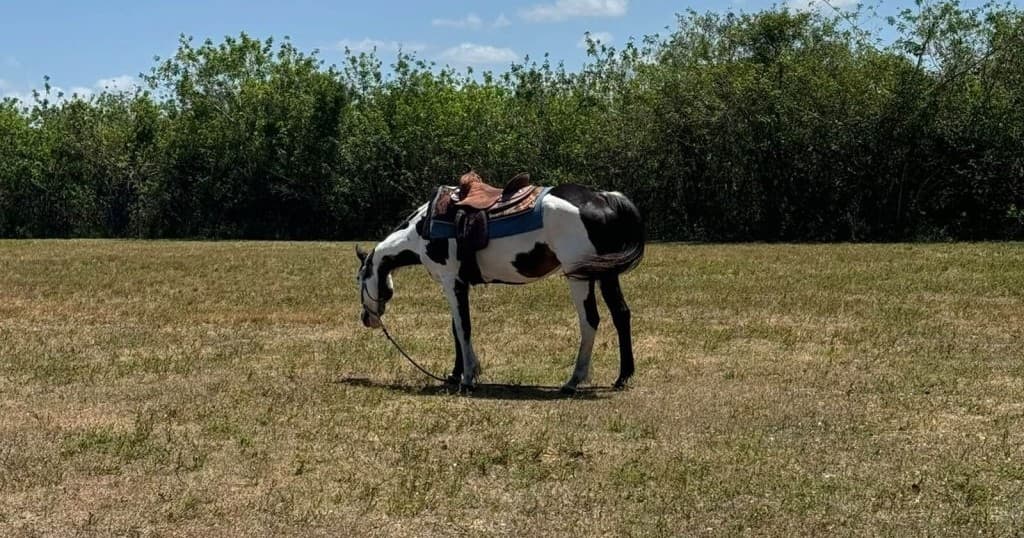 Saddled paint horse grazing in sunlit meadow for trail riding
