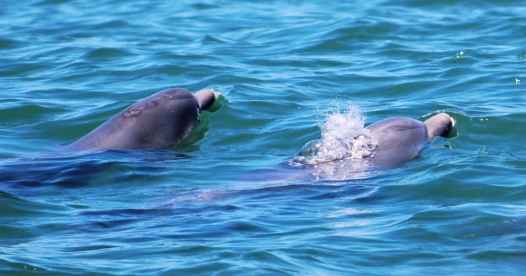 Dolphin & Shell Island Adventure with Lagoon Pontoons in Panama City Beach