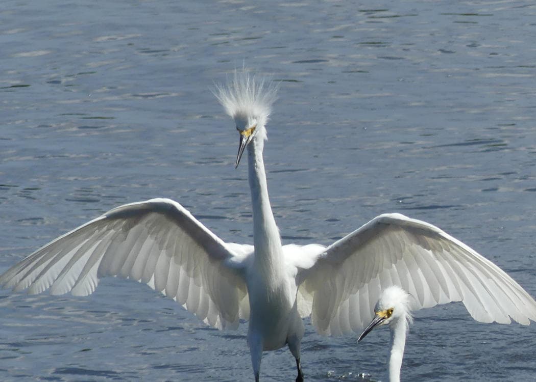 Snowy egret spreading wings in coastal marsh wildlife scene